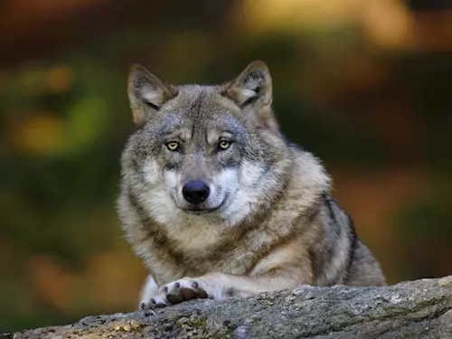 Střípky Evropy a Noc s vlky v Zoo Jihlava