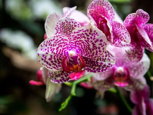 Botanická zahrada zve na večerní provázení i exotické krásky z Vietnamu