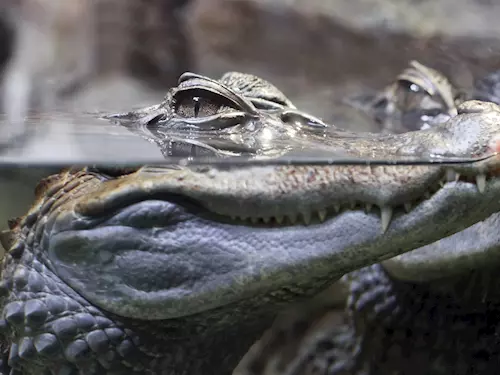 V Protivíne mužete navštívit unikátní Krokodýlí zoo