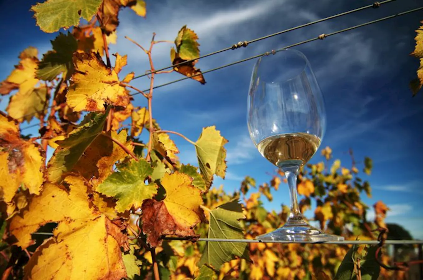 Rodinné vinařství U Samsonů – vína tradičních odrůd