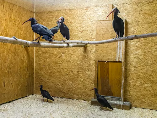 Devět ibisů skalních je zpět v pražské zoo