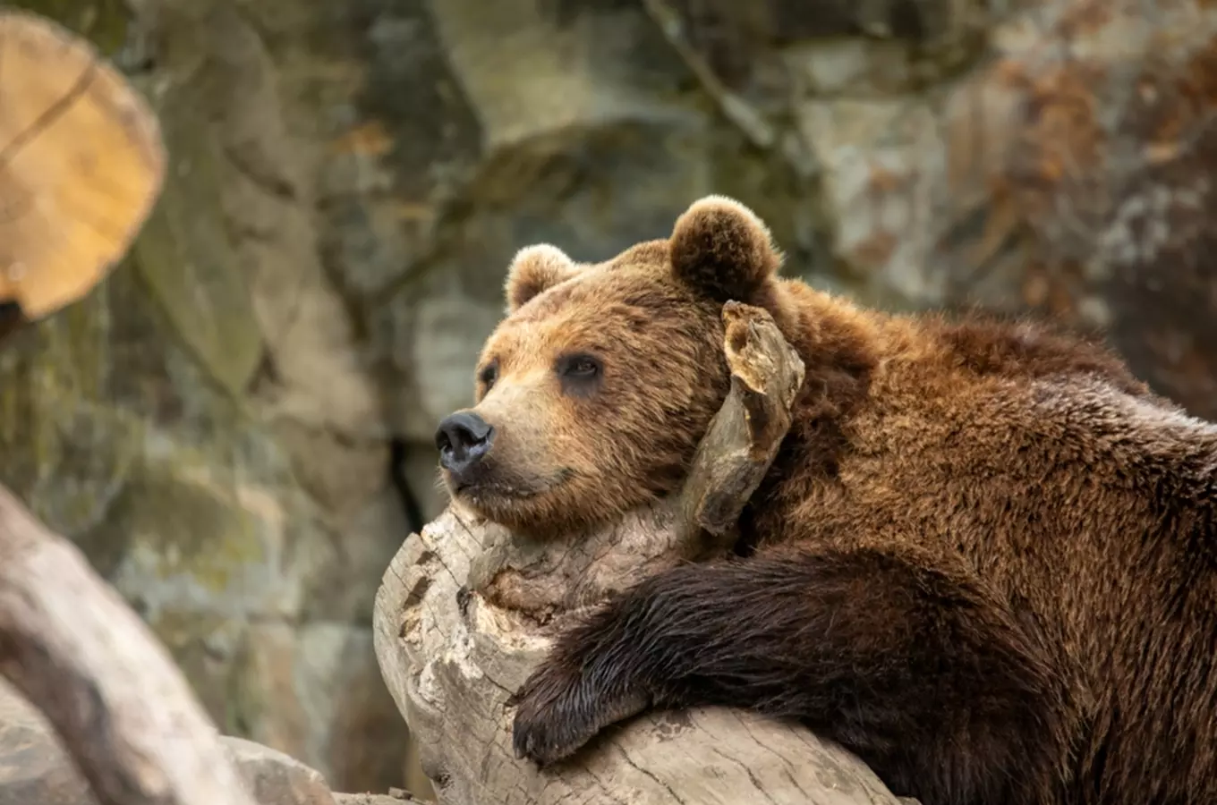 Zoo Děčín se rozloučí s prázdninami oslavou 75. narozenin a medvědím rekordem