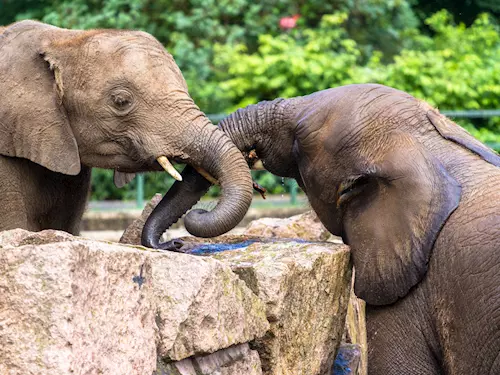Zoo Liberec zve zájemce na Den slonů