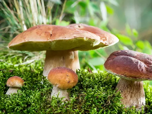 Mykologická poradna v Praze se schránkou na houby