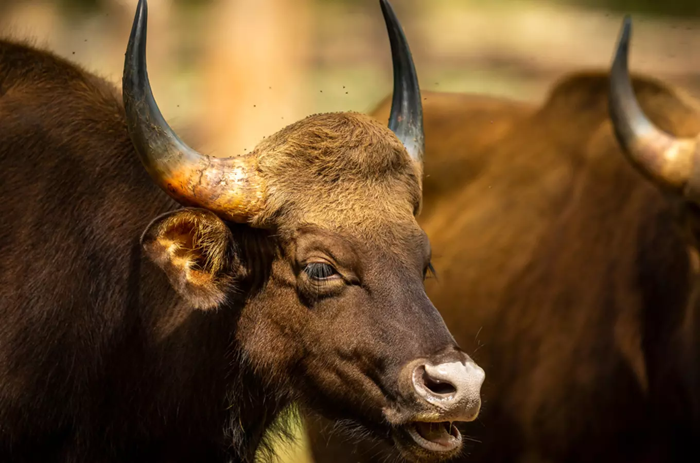 Znáte gaury indické? Největší tury na světě chová jen zlínská zoo