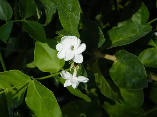 Jasminum sambac