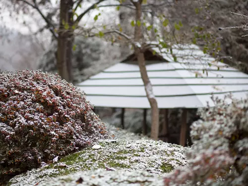 Zdroj foto: Botanická zahrada hlavního města Praha