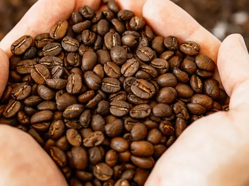Barista Cup Ostrava