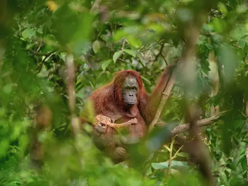 Fotografií roku Czech Press Photo je snímek orangutaní matky s umírajícím potomkem