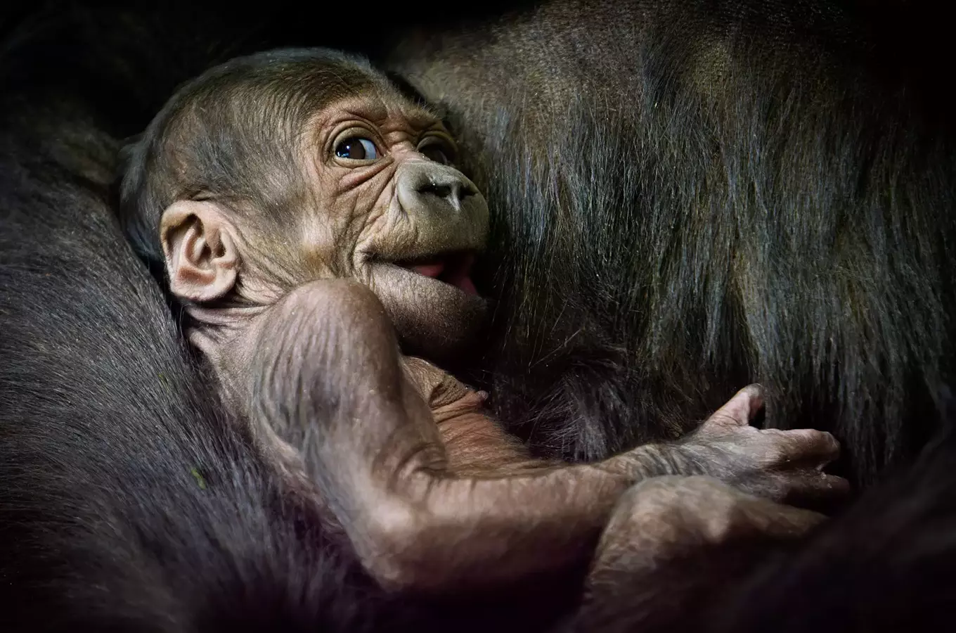 Zoo Praha dnes přivítala letošního miliontého návštěvníka