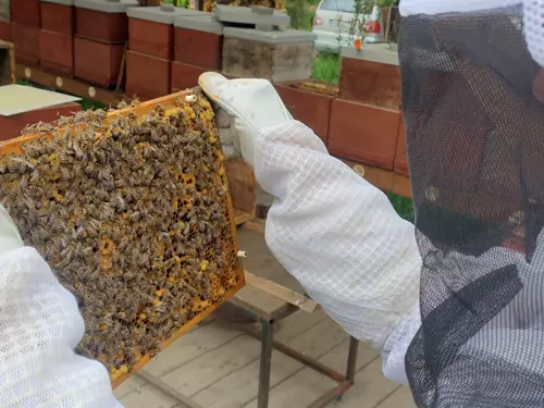 Kontrola plástu včelařem