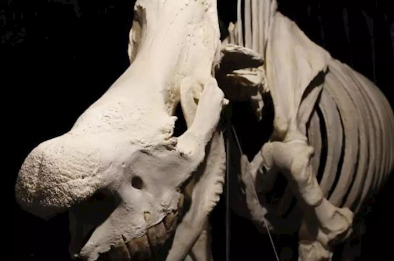 V Zoo Dvůr Králové si prohlédnete největší expozici zvířecích koster 