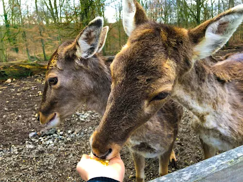 Obory, zookoutky a zvěřince, pro děti celoročně, Kudy z nudy