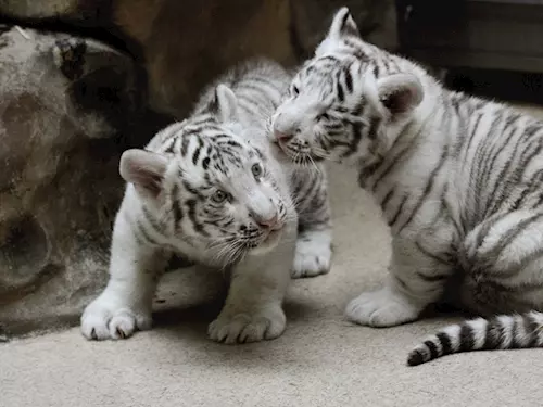 V liberecké zoo můžete už vidět pár mláďat bílých tygrů přímo v expozici
