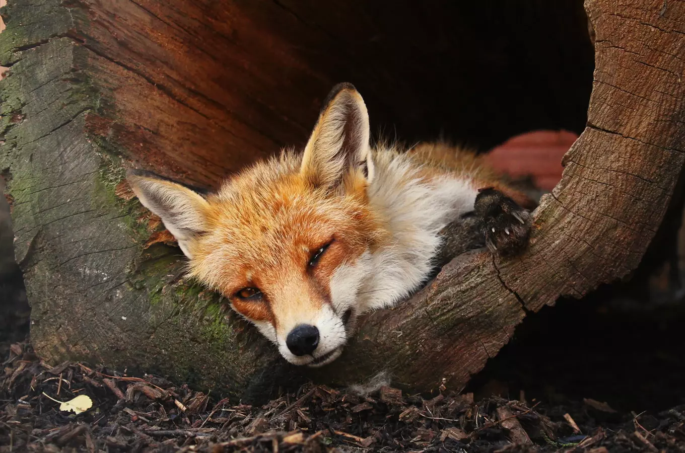 Zoo a zooparky středních Čech: Kam vyrazit na výlet za zvířátky?