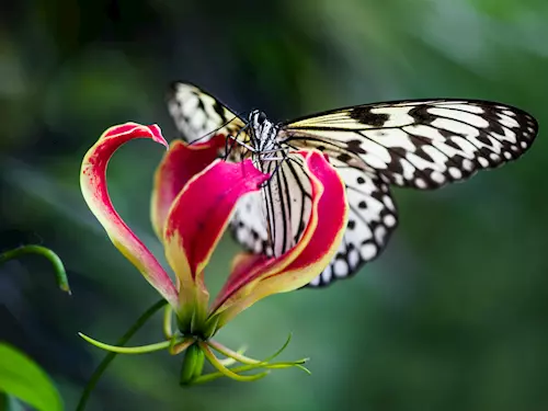 Motýli ze skleníku Fata Morgana zvou na Jedovatou krásu