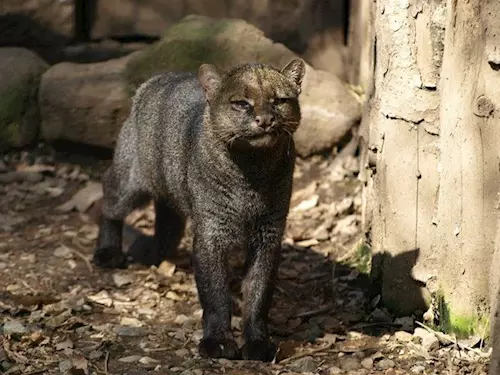 Zoo Decín - puma