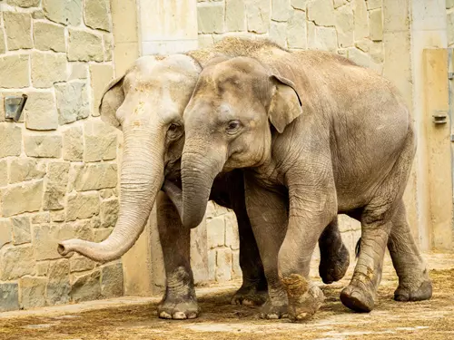 Srpnová sobota bude patřit v Zoo Ostrava slonům