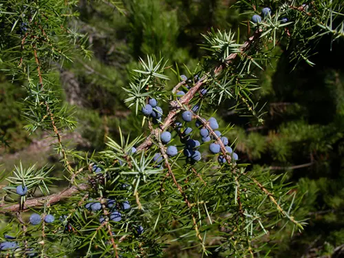 Juniperus communis