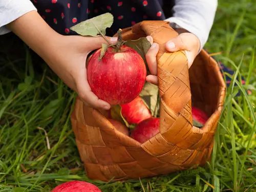 Synkovská jablíčka – Ovocné sady Synkov