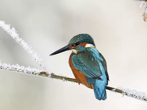 Ptáci v zimě nespí: vydejte se po stopách zimujících ptáků