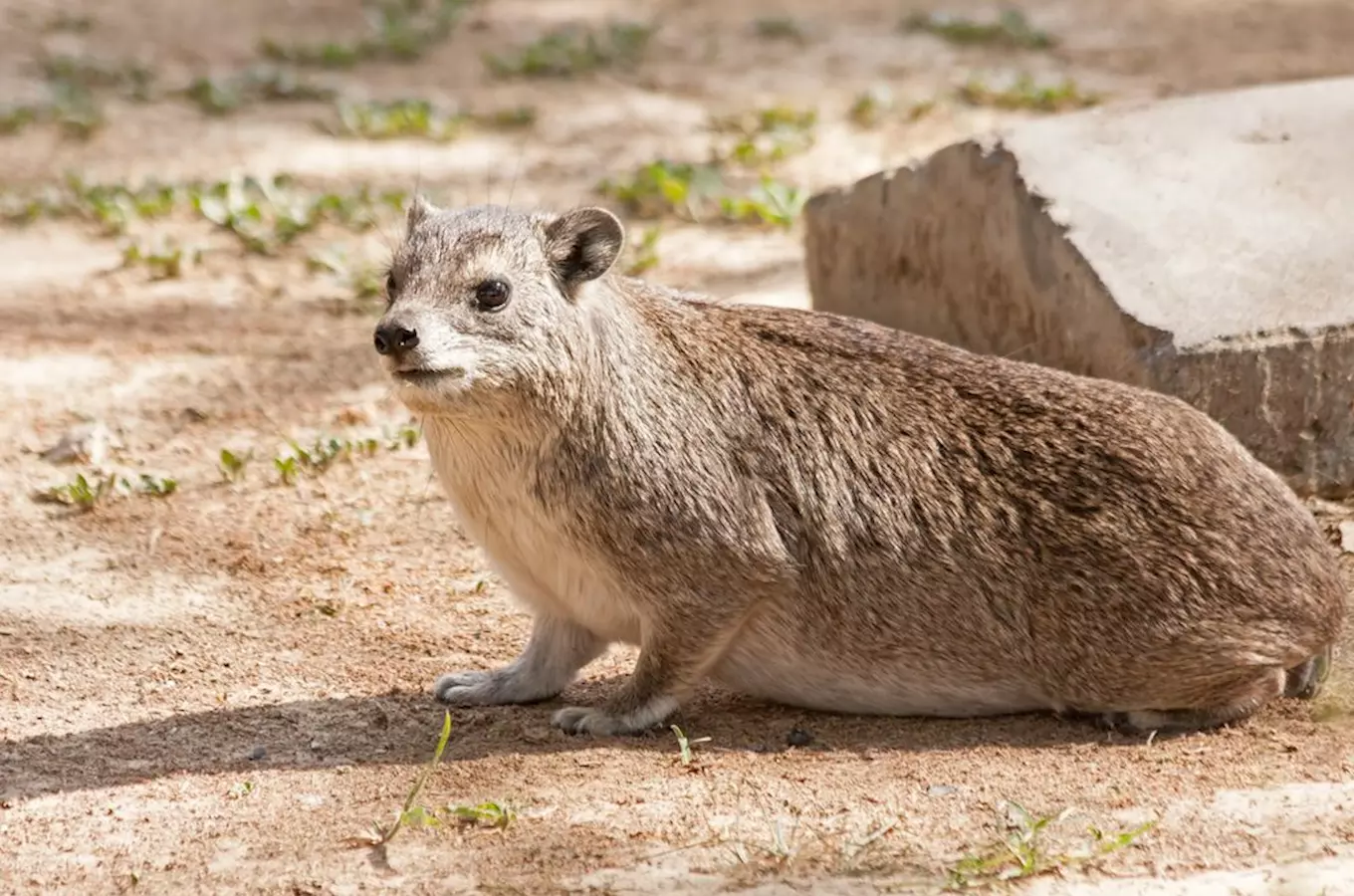 Ostravský unikát – jedinná zoo na světě, která damany stromové chová a také rozmnožuje!