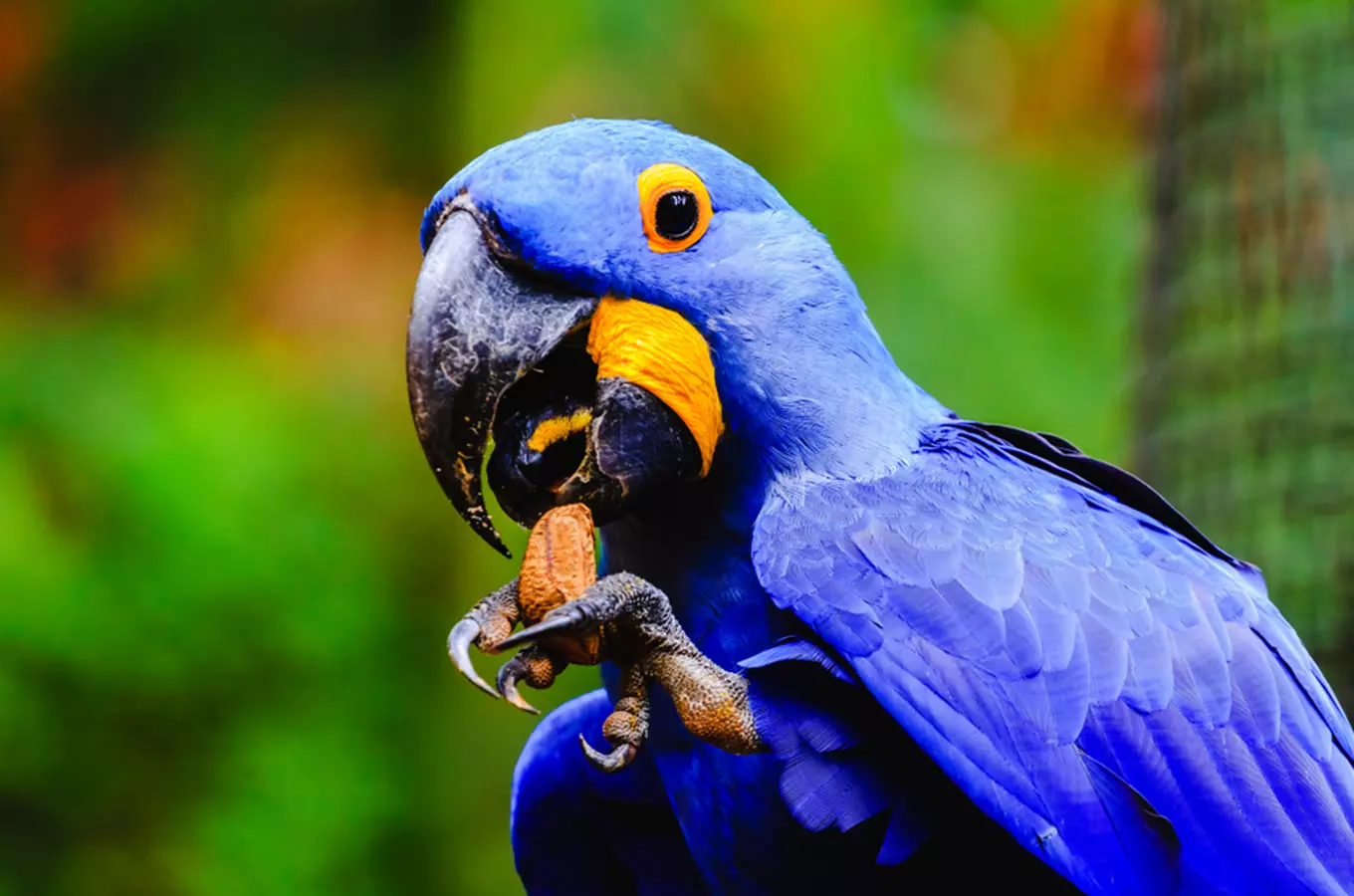 10 tipů, kam jít do zoo za papoušky
