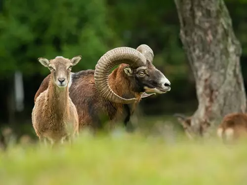 zoo zdarma, příroda, kudy z nudy