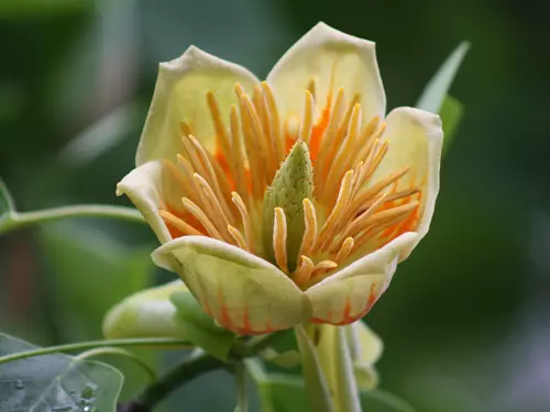 Liliodendron tulipifera