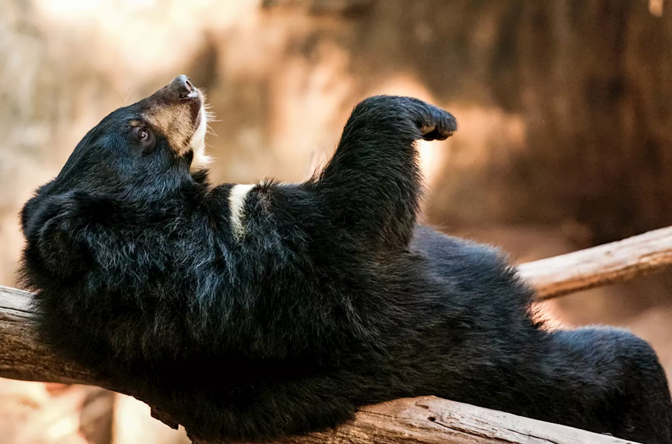 Dvanáct výletů za medvědy – malými, velkými, živými i plyšovými