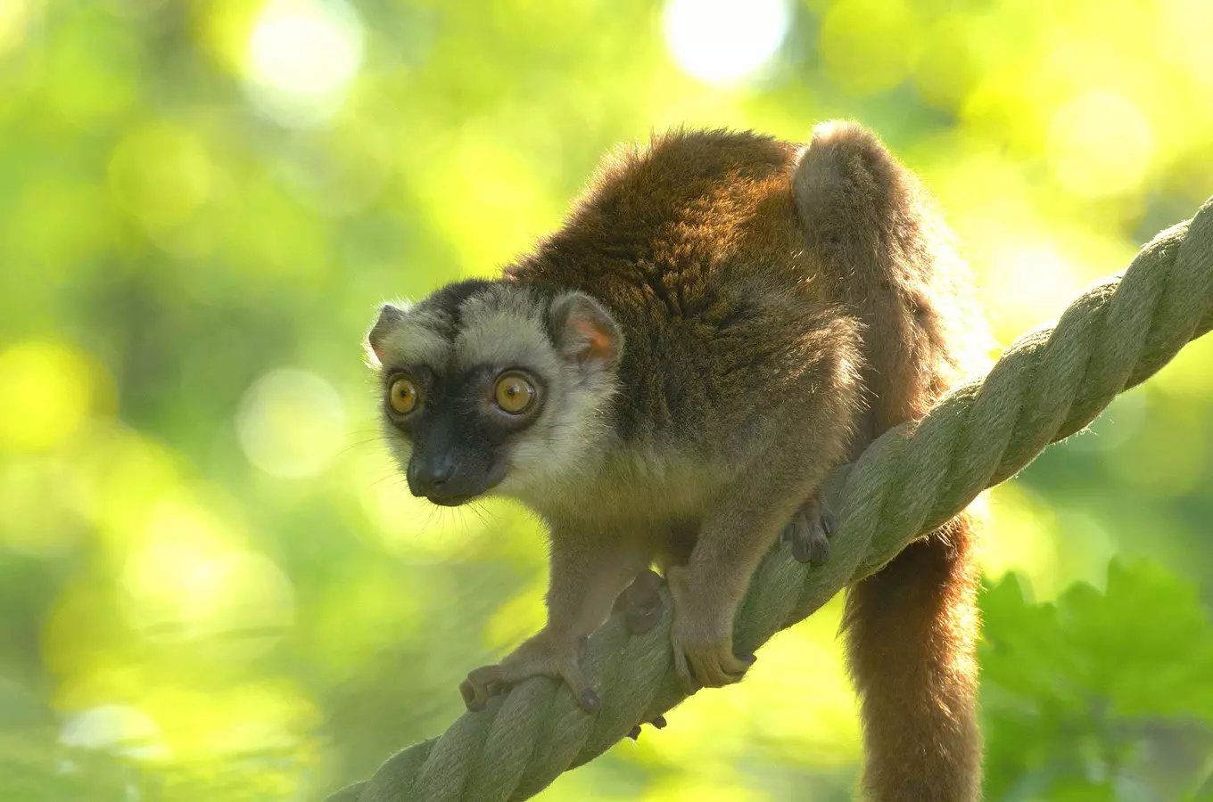 Ráj lemurů v Zoo Ostrava – blízké setkání s madagaskarskými primáty