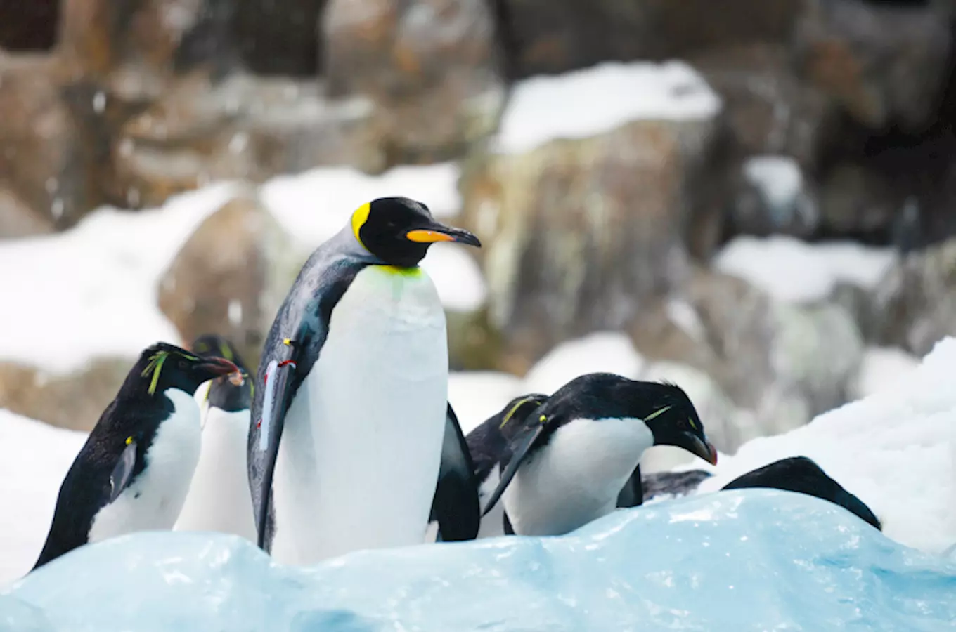 Letošní Vánoce zlínská zoo slaví prodlouženou otevírací dobou