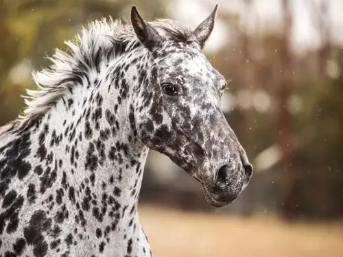 Výlety do světa koní: tipy, kam za chovem koní