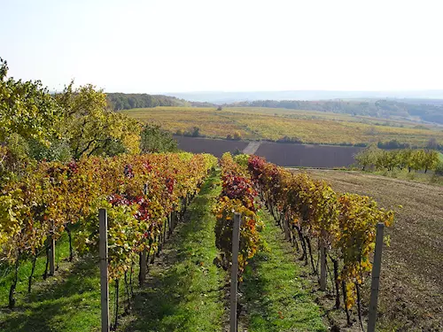 podzimní vinohrady na Vrbici