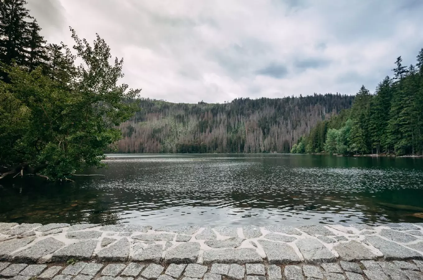 Datlíkova stezka – naučná stezka ze Špičáku k Černému jezeru
