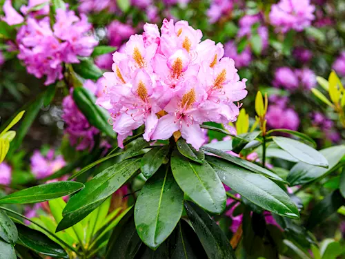 20 tipů, kde se můžete každé jaro potěšit rozkvetlými rododendrony