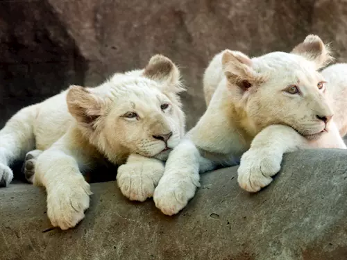 Bílým lvíčatům v Zoo Hodonín jsou už čtyři měsíce 