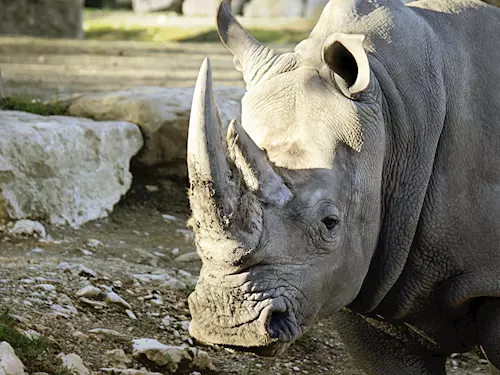 Zoo Dvůr Králové nad Labem spálila svou nosorožčí rohovinu