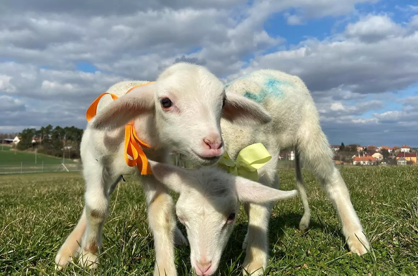 Farma Ostrovec – bio výrobky z ovčího mléka
