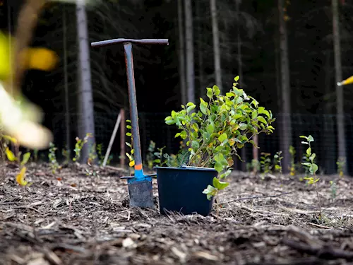 Den za obnovu lesa 2023 – východní Čechy