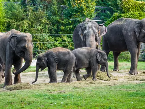 Komentované procházky Údolím slonů v Zoo Praha