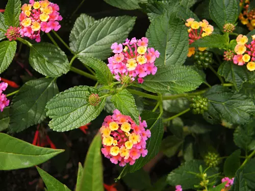 Lantana camara