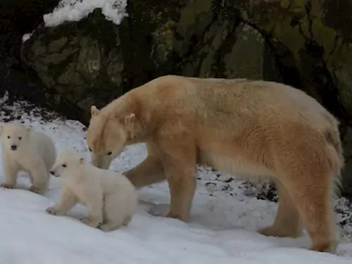 Nejnovějším přírůstkem brněnské zoo je mládě ledního medvěda