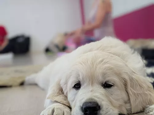 Jóga se štěňátky labradora