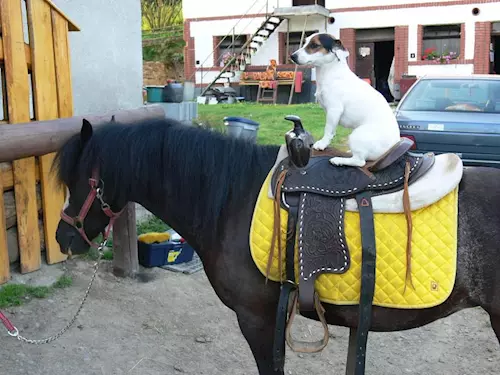 Ranch LM Namelev – pobyty u koní na Kokořínsku