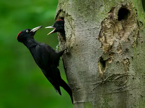 Ptákem roku 2017 je datel černý, v Krkonoších jeho počty narůstají