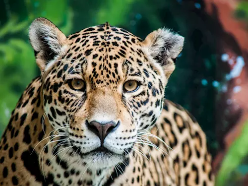 Zoo Zlín otevírá Jaguar Trek!