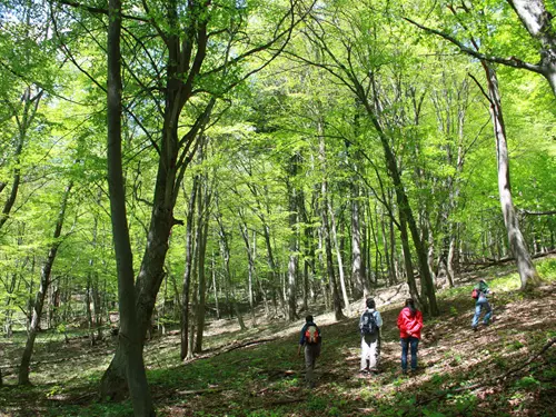 Lesní rezervace Ščúrnica