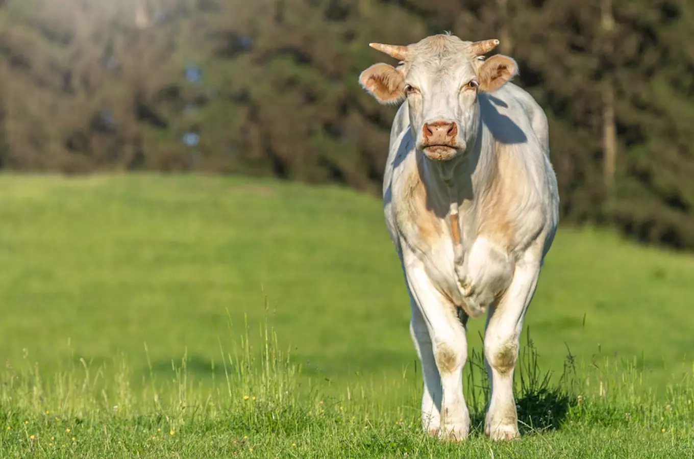 Farma skotu v Zásadě u Kadaně