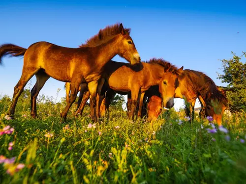 Rezervace divokých koní u Milovic se stala národní přírodní památkou